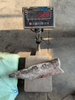Frozen Oilfish Sooth Skin（Lepidocybium flavobrunneum）