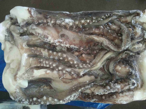 Squid Head