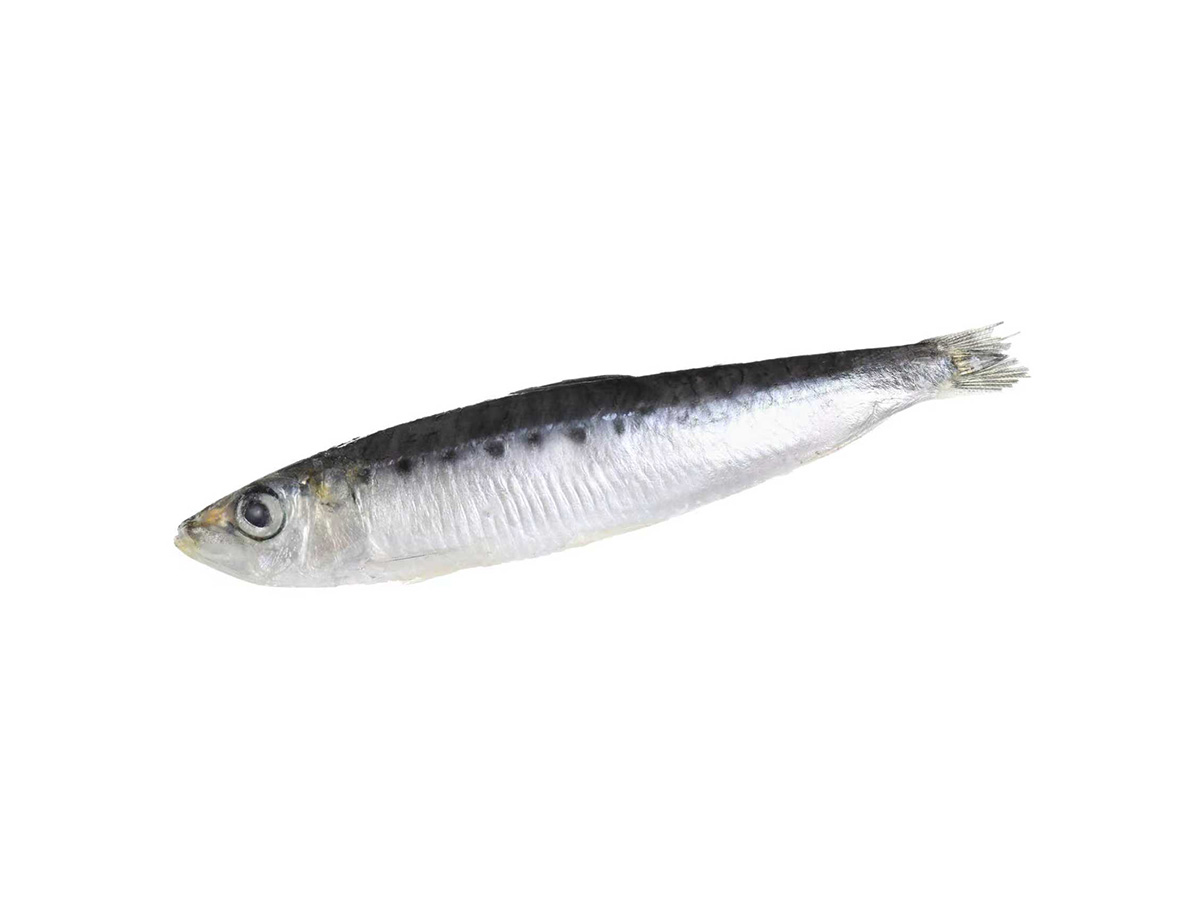 Sardines