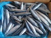 Mackerel