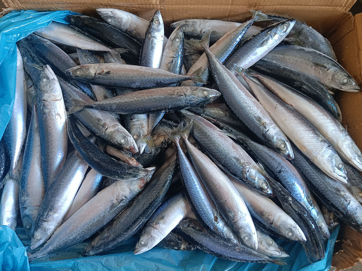 Mackerel