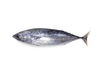 Skipjack Tuna