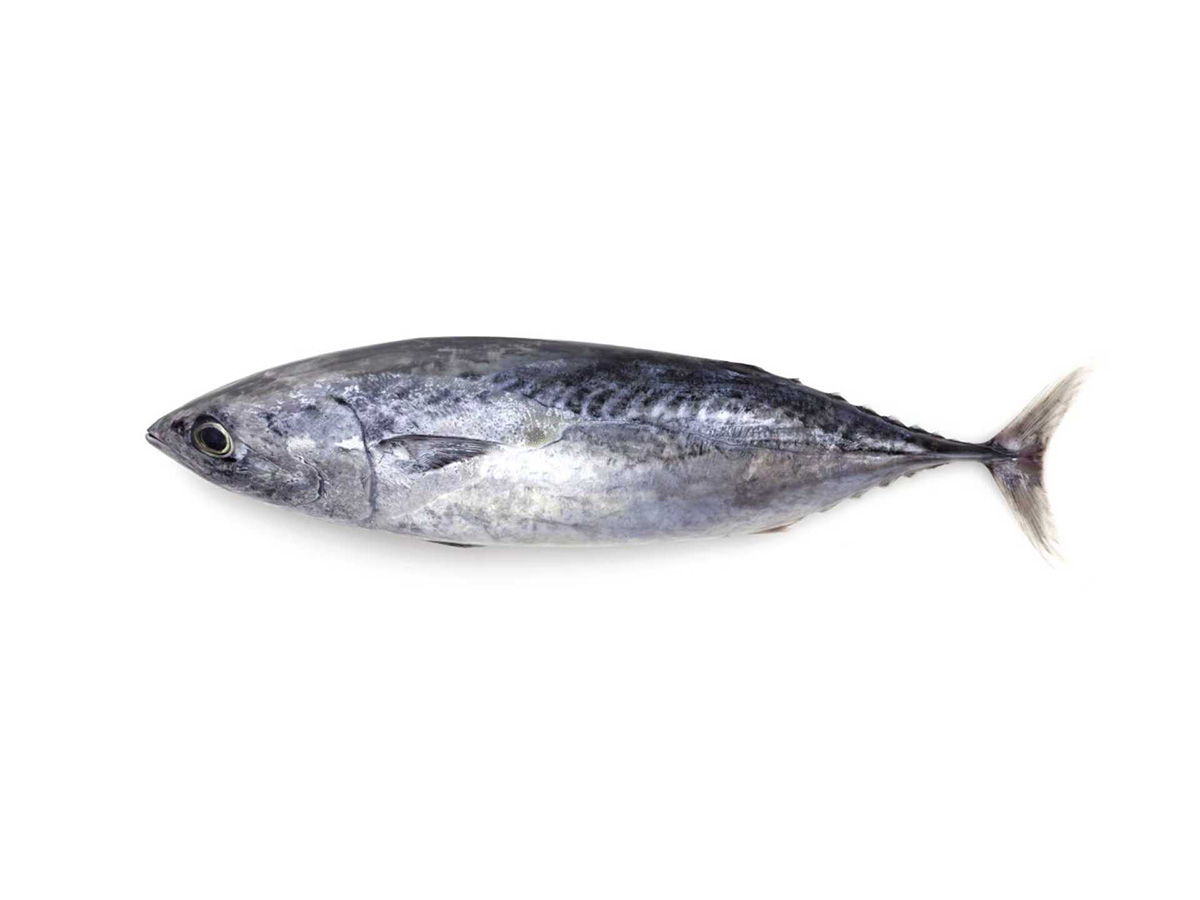 Skipjack Tuna