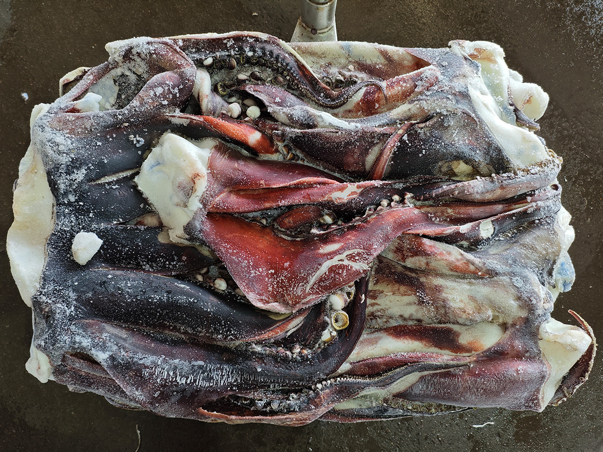 Squid Head