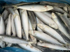 Sardines