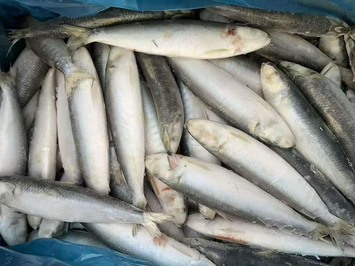 Sardines