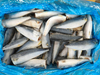 Mackerel