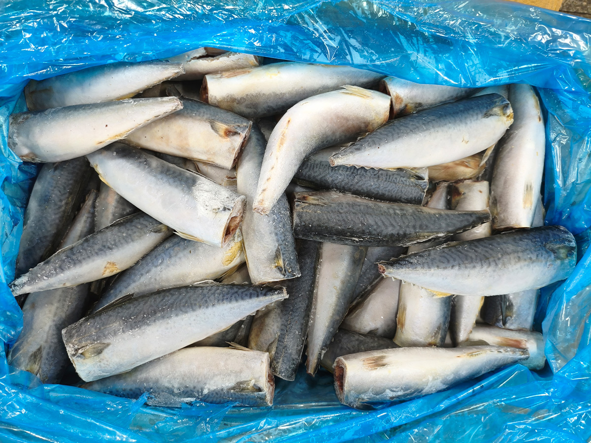 Mackerel