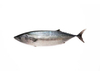 Skipjack Tuna