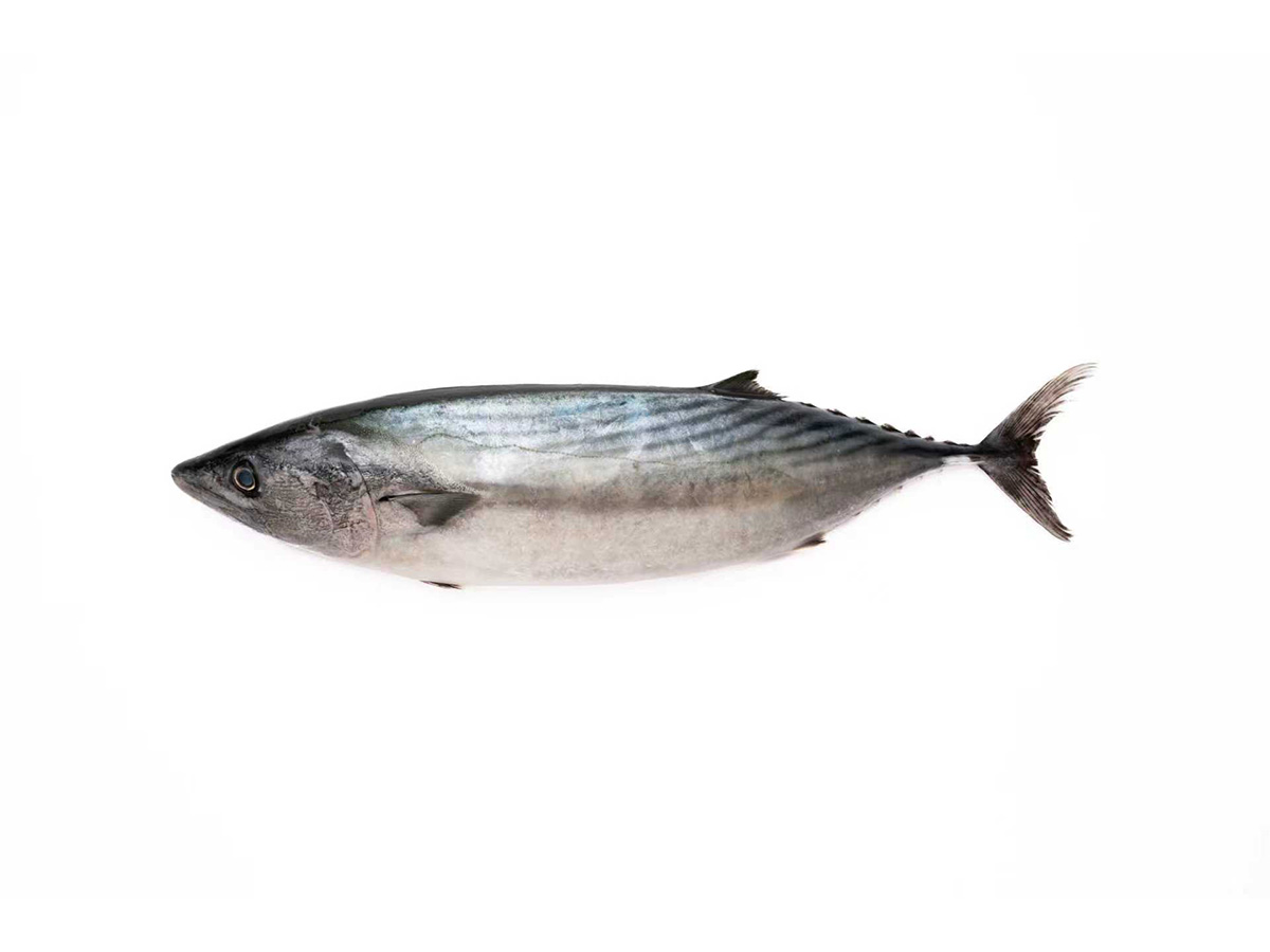 Skipjack Tuna