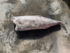 Frozen Oilfish Sooth Skin（Lepidocybium flavobrunneum）