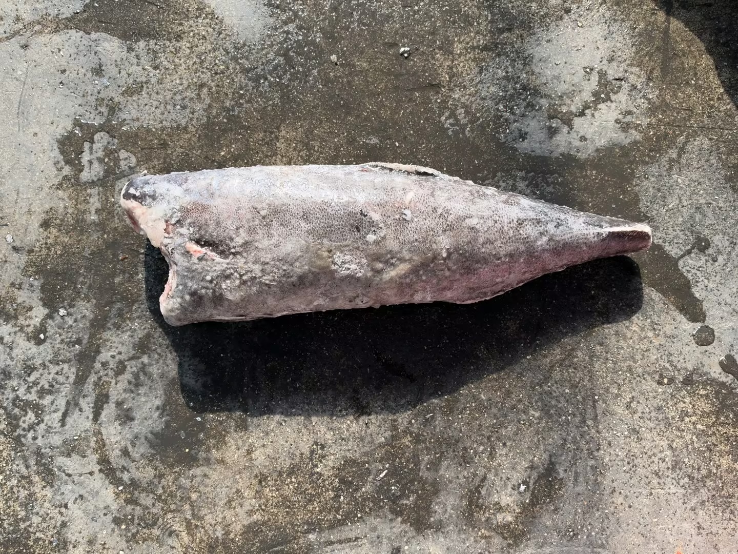 Frozen Oilfish Sooth Skin（Lepidocybium flavobrunneum）