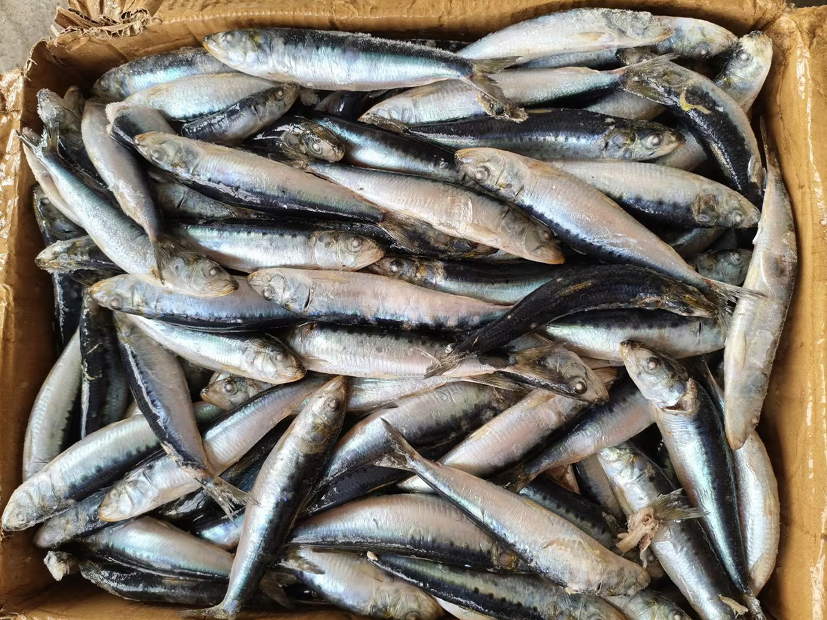 Sardines