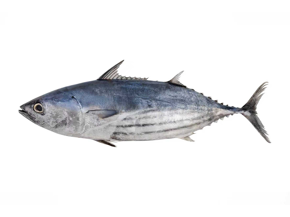 Skipjack Tuna