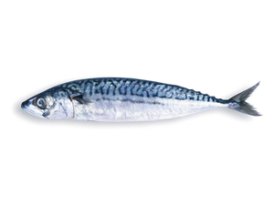 Mackerel