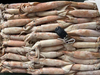 Todarodes Squid