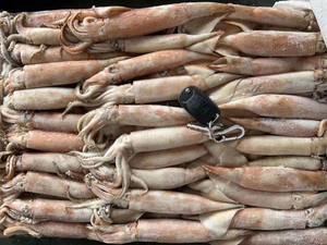 Todarodes Squid