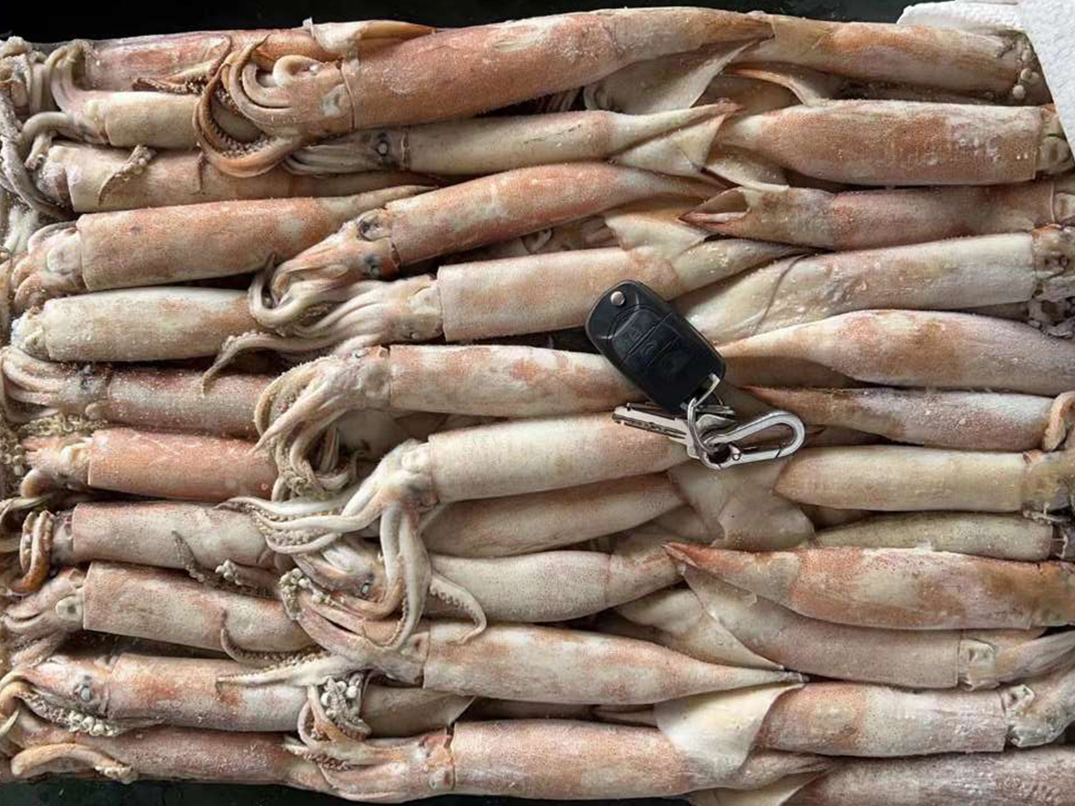 Todarodes Squid