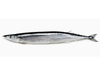 Pacific Saury