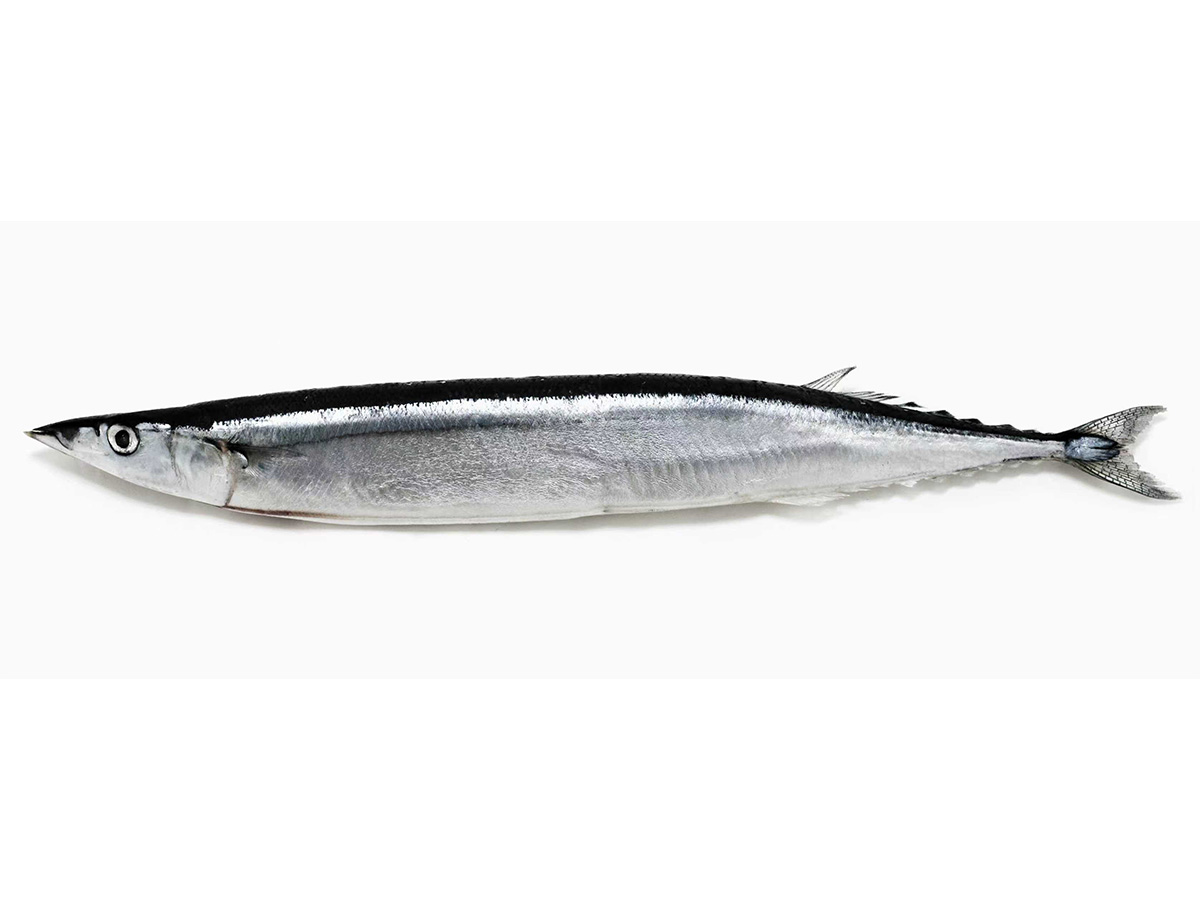 Pacific Saury