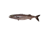 Rough skin Oilfish – Ruvettus pretiosus