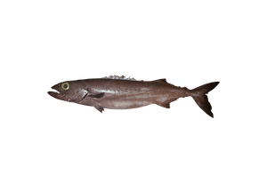 Rough skin Oilfish – Ruvettus pretiosus