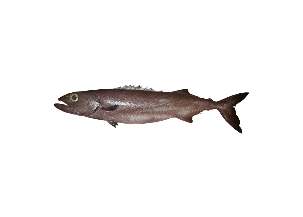Rough skin Oilfish – Ruvettus pretiosus