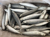 Barramundi