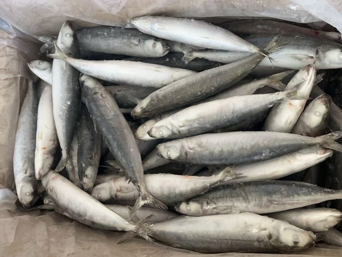 Barramundi