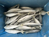 Sardine