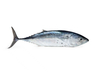 Mackerel