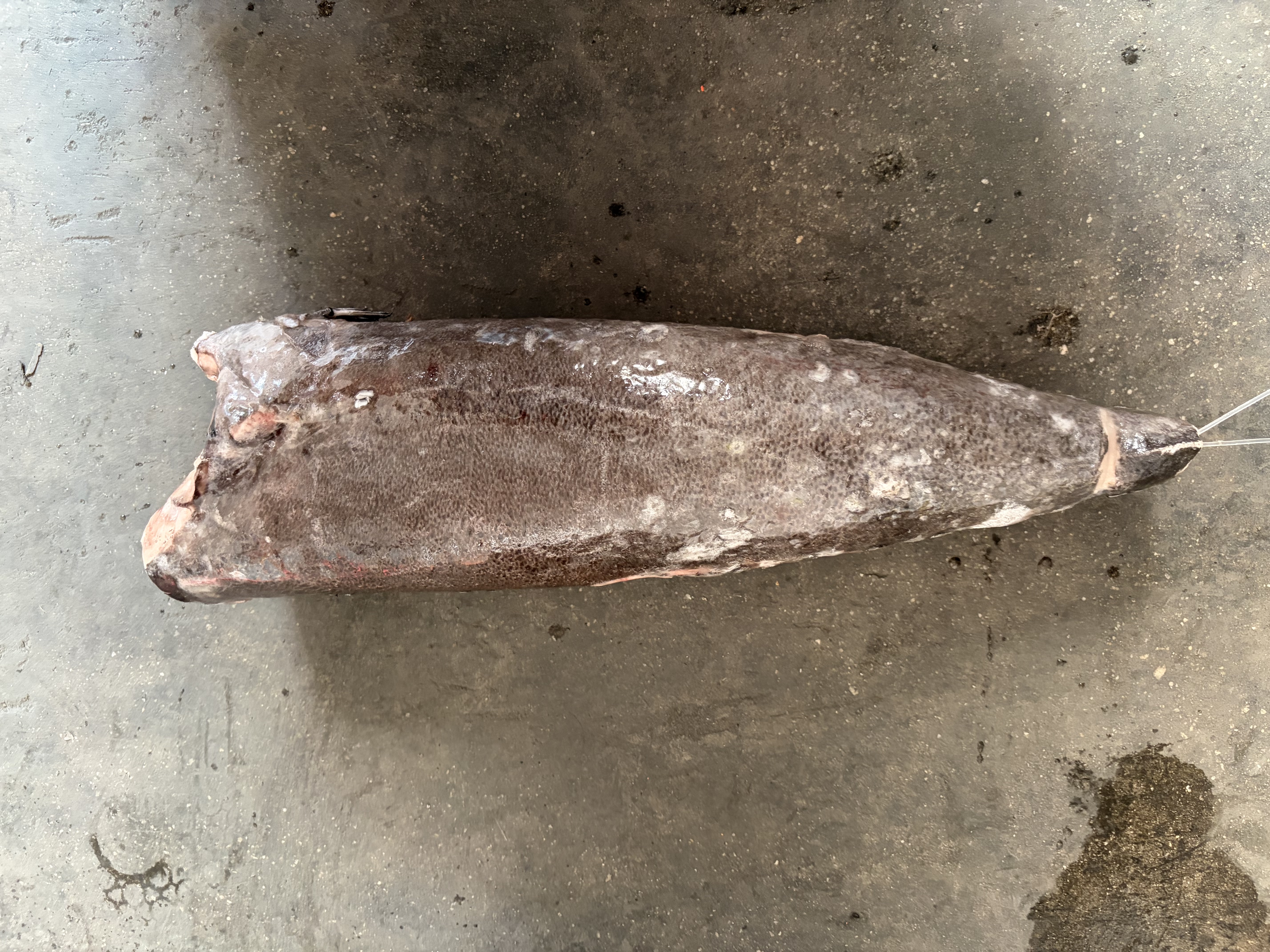 Frozen Oilfish Sooth Skin（Lepidocybium flavobrunneum）