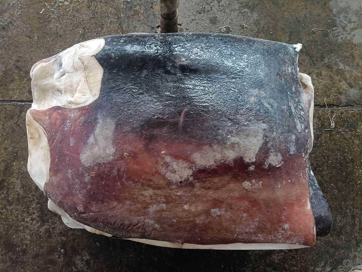 Squid Meat