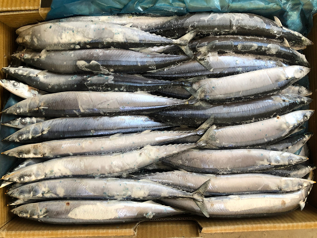 Pacific Saury