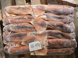 Illex Squid