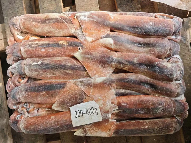 Illex Squid