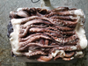 Squid Head