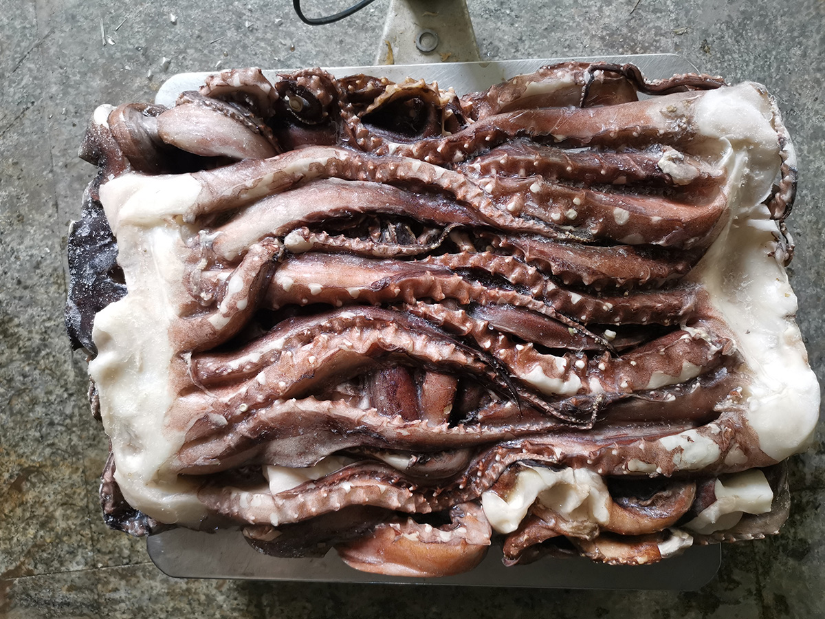 Squid Head
