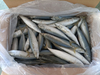 Mackerel